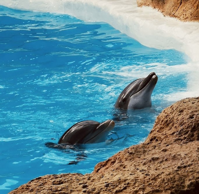 Loro_Parque_Dolphins