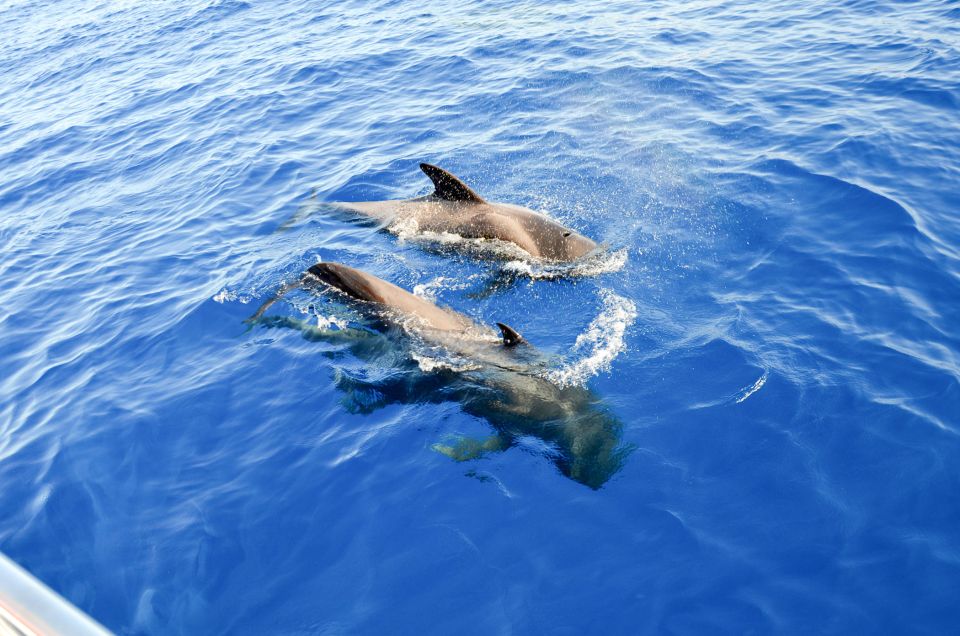 whale and dolphin watching tenerife