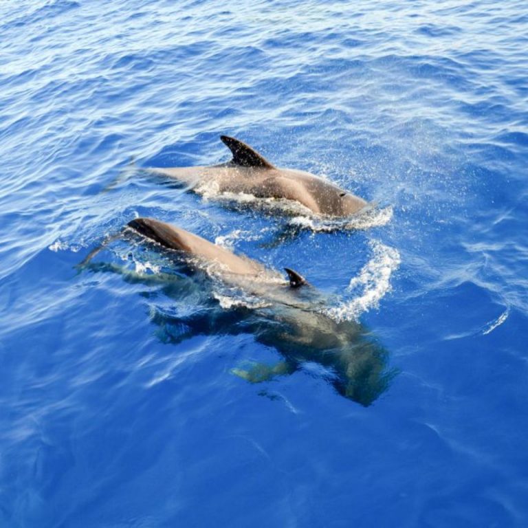 Dolphins | Things To Do in Tenerife