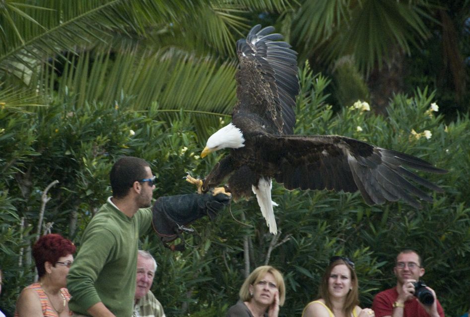 Eagle at Jungle Park Tenerife